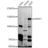 Western Blot - Anti-APAF1 Antibody (A88251) - Antibodies.com