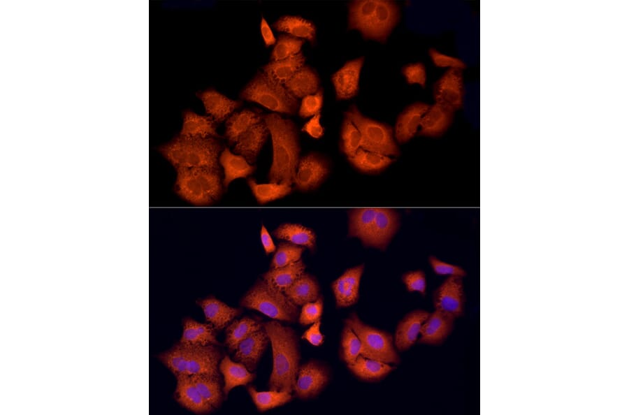 Immunofluorescence - Anti-APAF1 Antibody (A88251) - Antibodies.com