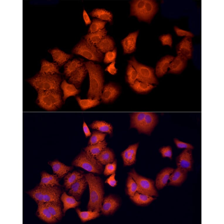 Immunofluorescence - Anti-APAF1 Antibody (A88251) - Antibodies.com