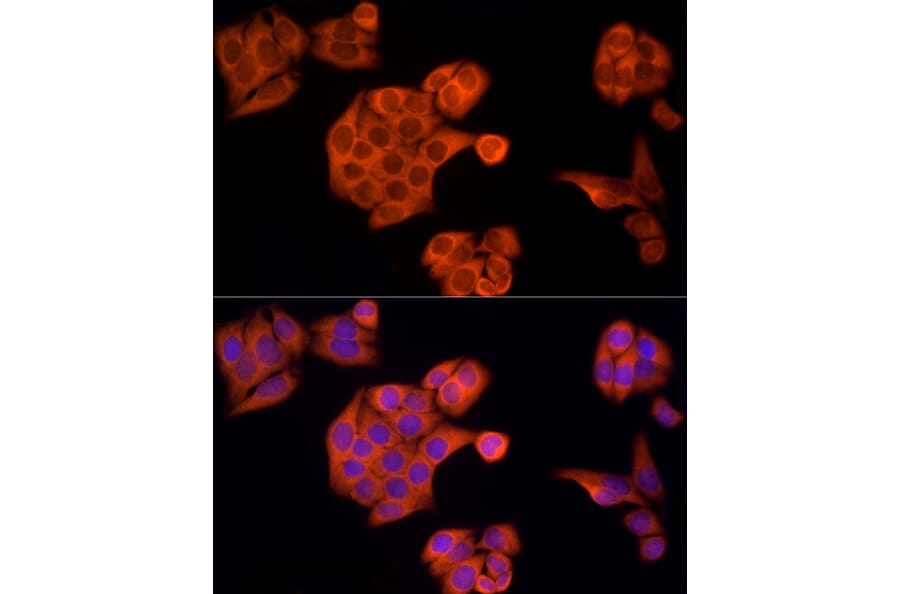 Immunofluorescence - Anti-APAF1 Antibody (A88251) - Antibodies.com