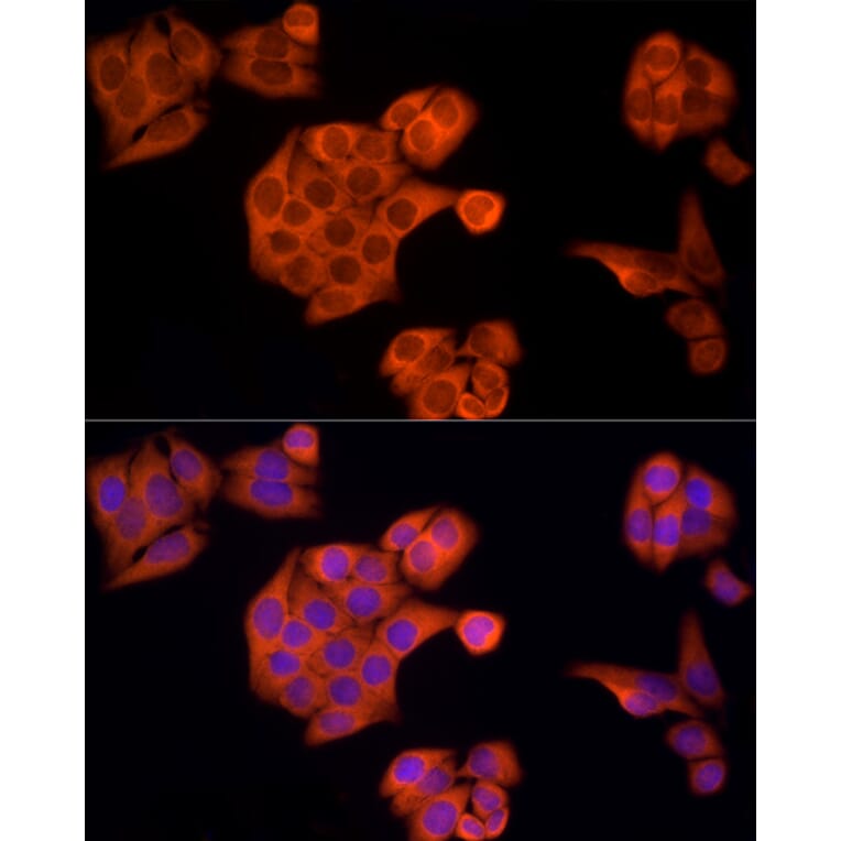 Immunofluorescence - Anti-APAF1 Antibody (A88251) - Antibodies.com