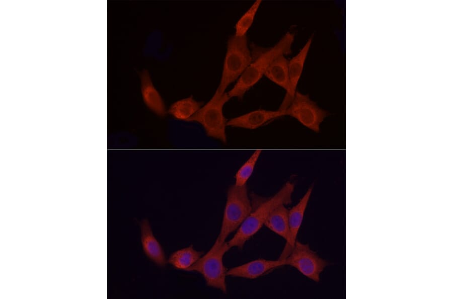 Immunofluorescence - Anti-APAF1 Antibody (A88251) - Antibodies.com