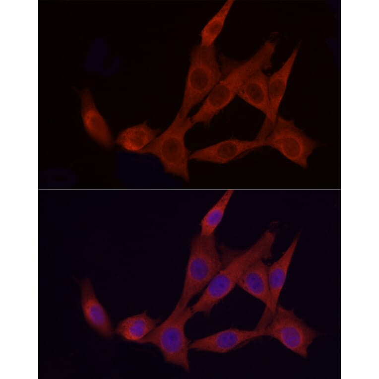 Immunofluorescence - Anti-APAF1 Antibody (A88251) - Antibodies.com