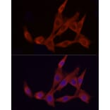 Immunofluorescence - Anti-APAF1 Antibody (A88251) - Antibodies.com
