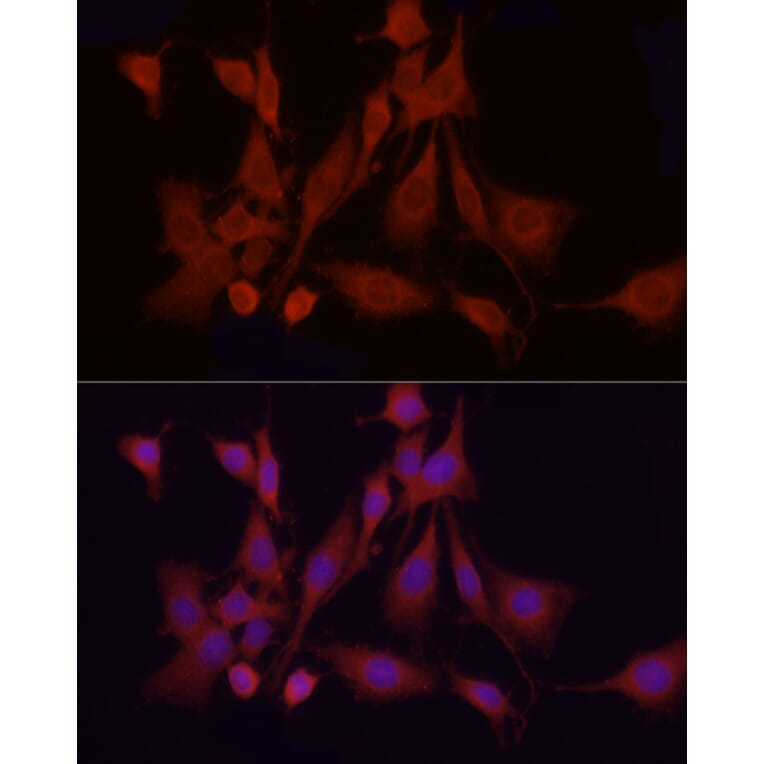 Immunofluorescence - Anti-APAF1 Antibody (A88251) - Antibodies.com
