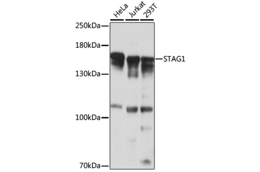 Western Blot - Anti-STAG1 Antibody (A17315) - Antibodies.com