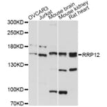 Western Blot - Anti-RRP12 Antibody (A13257) - Antibodies.com