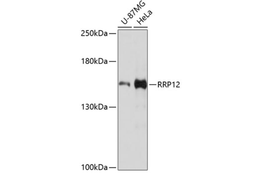 Western Blot - Anti-RRP12 Antibody (A13078) - Antibodies.com