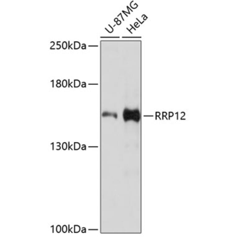 Western Blot - Anti-RRP12 Antibody (A13078) - Antibodies.com