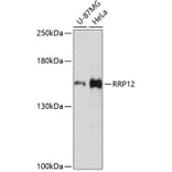 Western Blot - Anti-RRP12 Antibody (A13078) - Antibodies.com