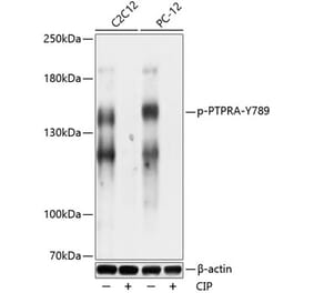 Western Blot - Anti-PTP alpha (phospho Tyr789) Antibody (A88258) - Antibodies.com