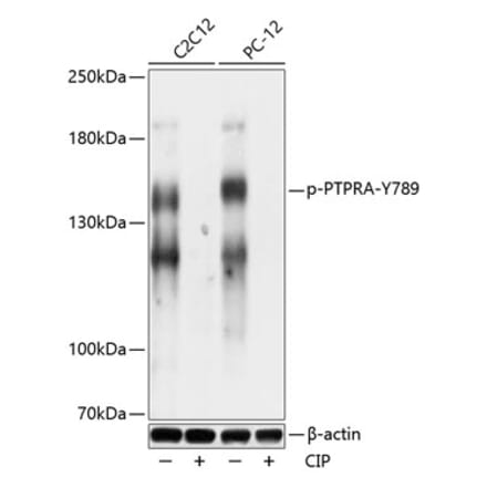 Western Blot - Anti-PTP alpha (phospho Tyr789) Antibody (A88258) - Antibodies.com