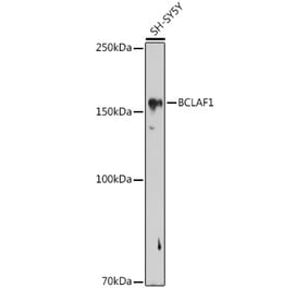 Western Blot - Anti-BTF Antibody (A88259) - Antibodies.com