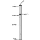 Western Blot - Anti-BTF Antibody (A88259) - Antibodies.com