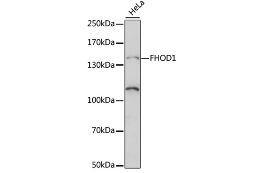 Western Blot - Anti-FHOD1 Antibody (A88263) - Antibodies.com