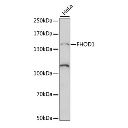 Western Blot - Anti-FHOD1 Antibody (A88263) - Antibodies.com