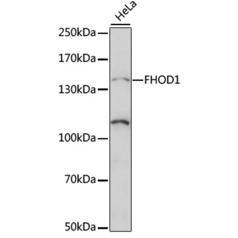 Western Blot - Anti-FHOD1 Antibody (A88263) - Antibodies.com