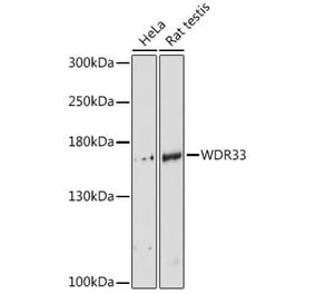 Western Blot - Anti-WDR33 Antibody (A88264) - Antibodies.com