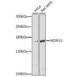 Western Blot - Anti-WDR33 Antibody (A88264) - Antibodies.com
