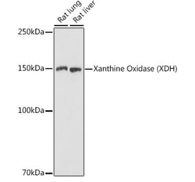 Western Blot - Anti-Xanthine Oxidase Antibody (A88267) - Antibodies.com