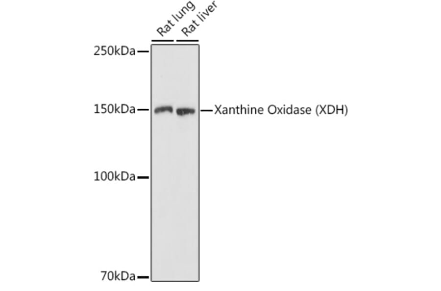 Western Blot - Anti-Xanthine Oxidase Antibody (A88267) - Antibodies.com