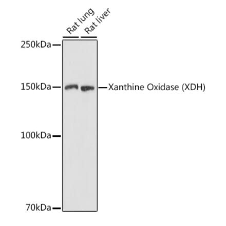 Western Blot - Anti-Xanthine Oxidase Antibody (A88267) - Antibodies.com