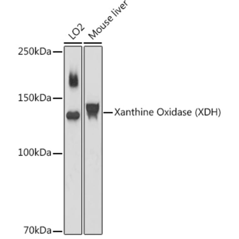 Western Blot - Anti-Xanthine Oxidase Antibody (A88267) - Antibodies.com