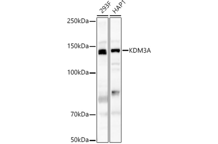 Western Blot - Anti-KDM3A/JHDM2A Antibody (A88270) - Antibodies.com