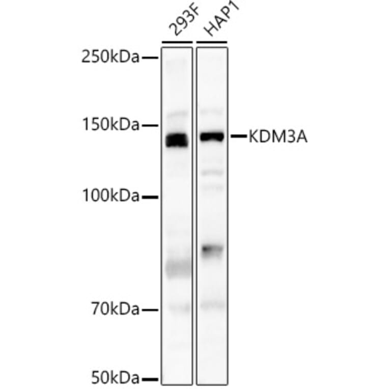 Western Blot - Anti-KDM3A/JHDM2A Antibody (A88270) - Antibodies.com