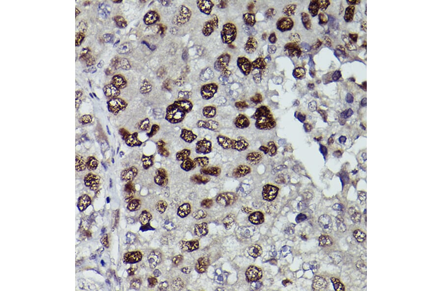 Immunohistochemistry - Anti-KDM3A/JHDM2A Antibody (A88270) - Antibodies.com