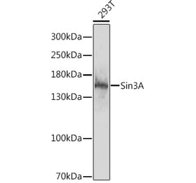 Western Blot - Anti-mSin3A Antibody (A88271) - Antibodies.com