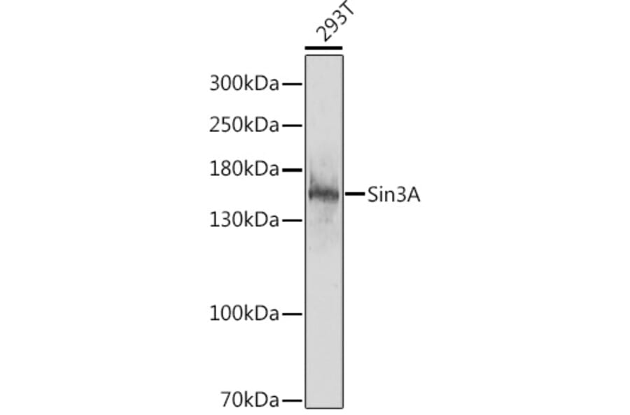 Western Blot - Anti-mSin3A Antibody (A88271) - Antibodies.com