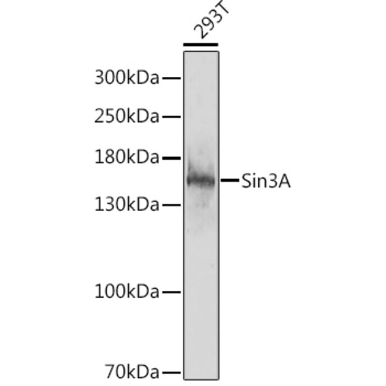 Western Blot - Anti-mSin3A Antibody (A88271) - Antibodies.com