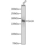 Western Blot - Anti-mSin3A Antibody (A88271) - Antibodies.com