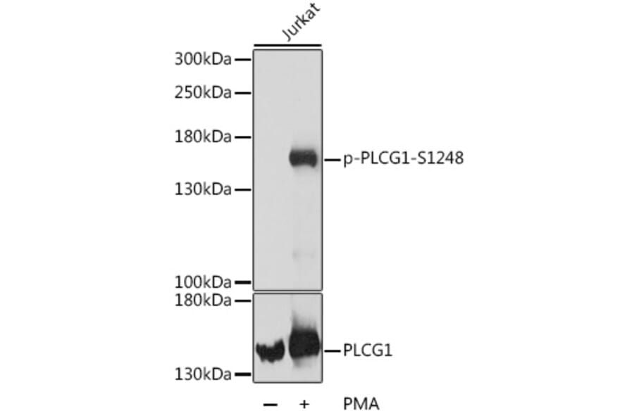 Western Blot - Anti-Phospholipase C gamma 1/PLC-gamma-1 (phospho Ser1248) Antibody (A88272) - Antibodies.com