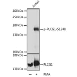 Western Blot - Anti-Phospholipase C gamma 1/PLC-gamma-1 (phospho Ser1248) Antibody (A88272) - Antibodies.com