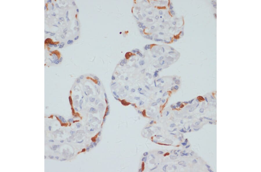 Immunohistochemistry - Anti-Phospholipase C gamma 1/PLC-gamma-1 (phospho Ser1248) Antibody (A88272) - Antibodies.com
