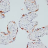 Immunohistochemistry - Anti-Phospholipase C gamma 1/PLC-gamma-1 (phospho Ser1248) Antibody (A88272) - Antibodies.com