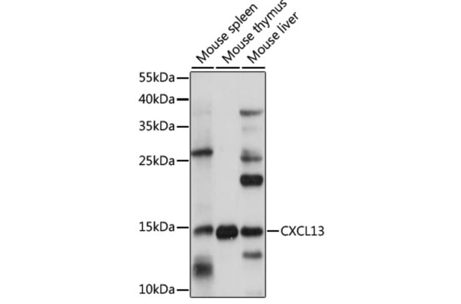 Western Blot - Anti-CXCL13 Antibody (A15782) - Antibodies.com