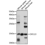 Western Blot - Anti-CXCL13 Antibody (A15782) - Antibodies.com