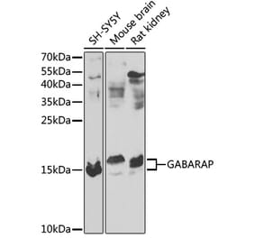 Western Blot - Anti-GABARAP Antibody (A88276) - Antibodies.com
