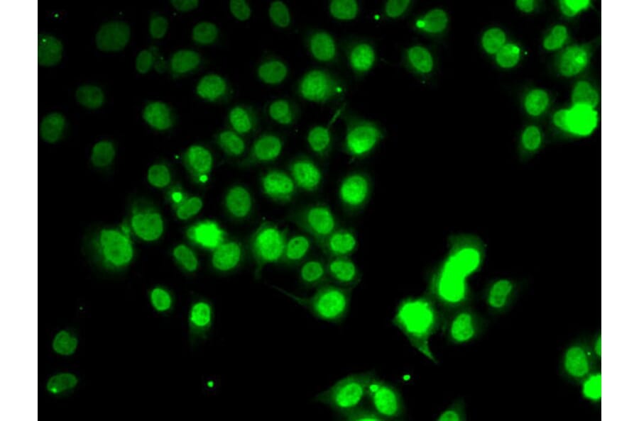 Immunofluorescence - Anti-GABARAP Antibody (A88276) - Antibodies.com