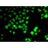 Immunofluorescence - Anti-GABARAP Antibody (A88276) - Antibodies.com