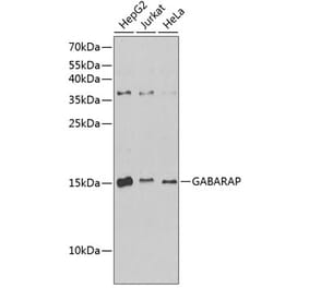 Western Blot - Anti-GABARAP Antibody (A88277) - Antibodies.com