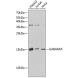 Western Blot - Anti-GABARAP Antibody (A88277) - Antibodies.com