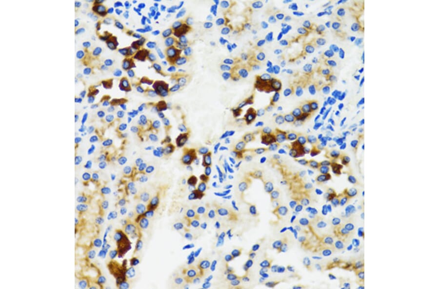 Immunohistochemistry - Anti-GABARAP Antibody (A88277) - Antibodies.com