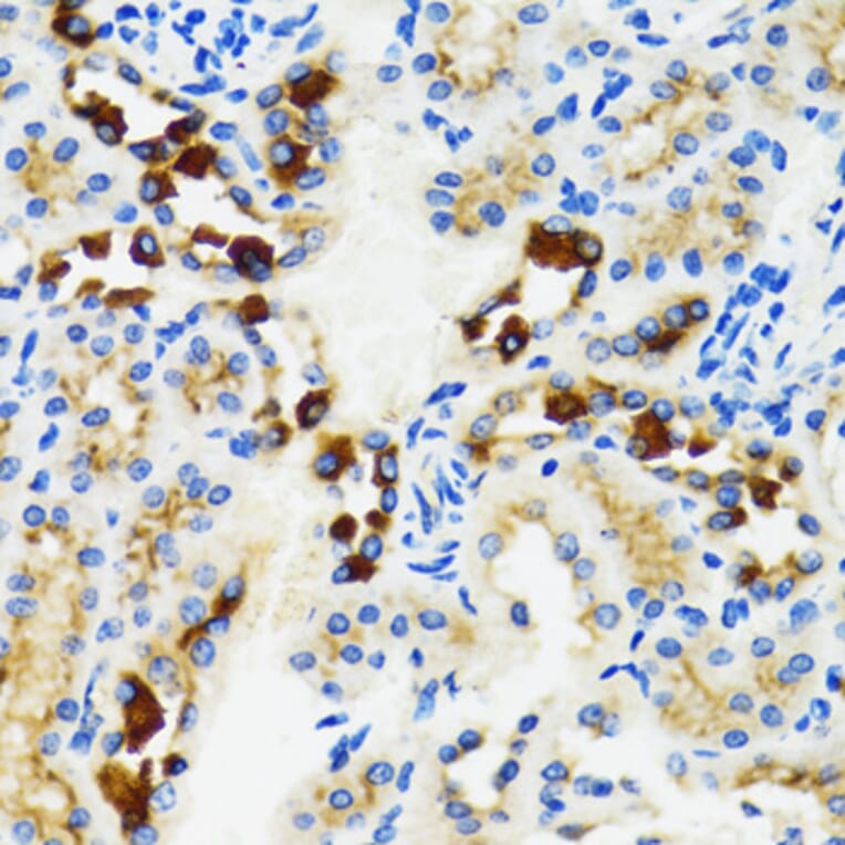 Immunohistochemistry - Anti-GABARAP Antibody (A88277) - Antibodies.com