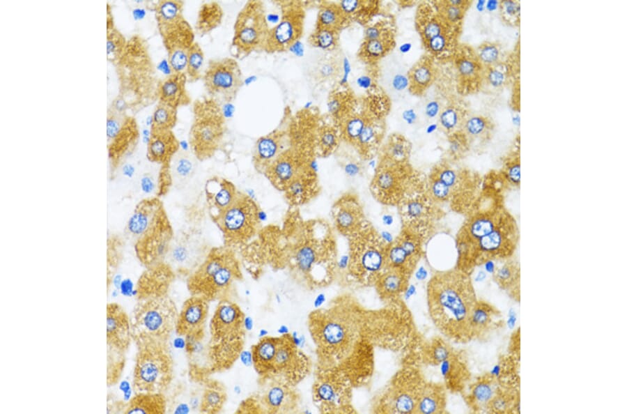 Immunohistochemistry - Anti-GABARAP Antibody (A88277) - Antibodies.com