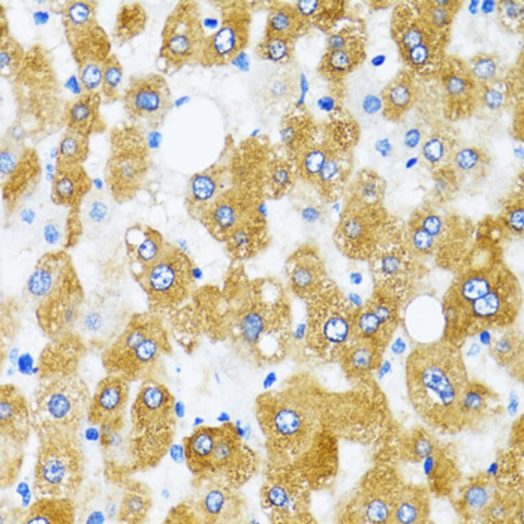 Immunohistochemistry - Anti-GABARAP Antibody (A88277) - Antibodies.com