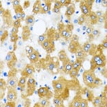 Immunohistochemistry - Anti-GABARAP Antibody (A88277) - Antibodies.com